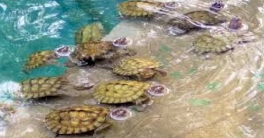 मेरठ में गंगा नदी में छोड़े गए 150 कछुए, गंगा संरक्षण की दिशा में बड़ा कदम