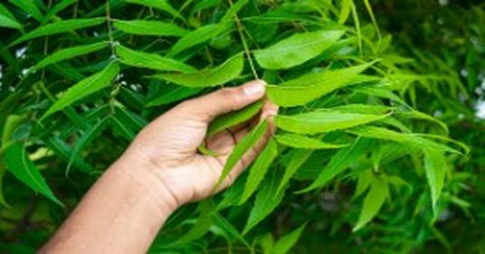 रोजाना सुबह खाली पेट चबाएं नीम की पत्तियां, पीछा छोड़ देंगी ये बीमारियां…