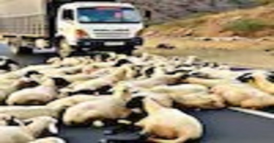 सहारनपुर में तेज रफ्तार ट्रक ने सड़क पार कर रहे भेड़ों के झुंड को कुचला, 8 घायल, पशुपालकों में रोष